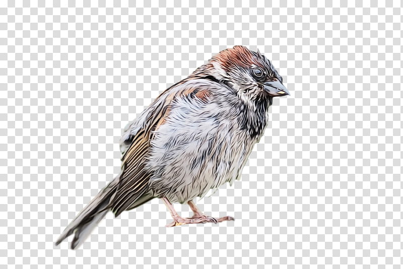 bird house sparrow sparrow beak perching bird, Watercolor, Paint, Wet Ink, Finch, Songbird, Song Sparrow transparent background PNG clipart
