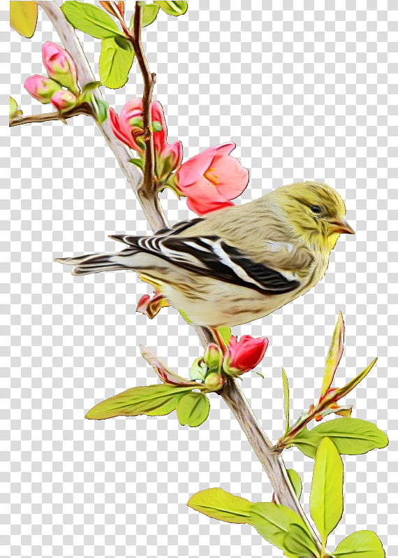 bird flower plant finch beak, Watercolor, Paint, Wet Ink, Songbird, Perching Bird, Branch, Goldfinch transparent background PNG clipart