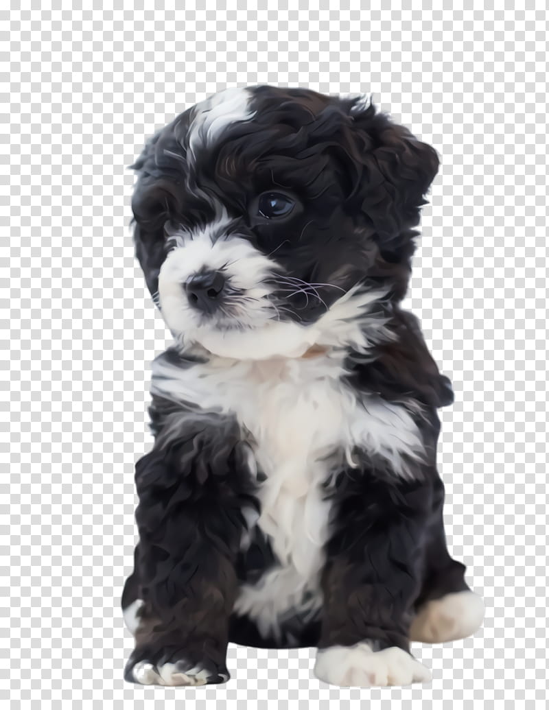 Cute Dog, Pet, Animal, Cavoodle, Cavachon, Havanese Dog, Companion Dog, Breed transparent background PNG clipart