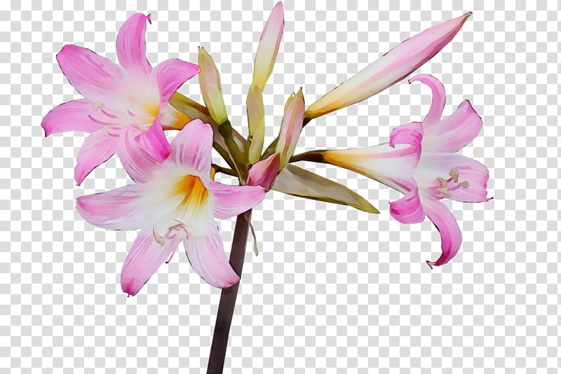flower plant petal pink fawn lily, Watercolor, Paint, Wet Ink, Siberian Fawn Lily, Amaryllis Belladonna, Pedicel, Lily Family transparent background PNG clipart