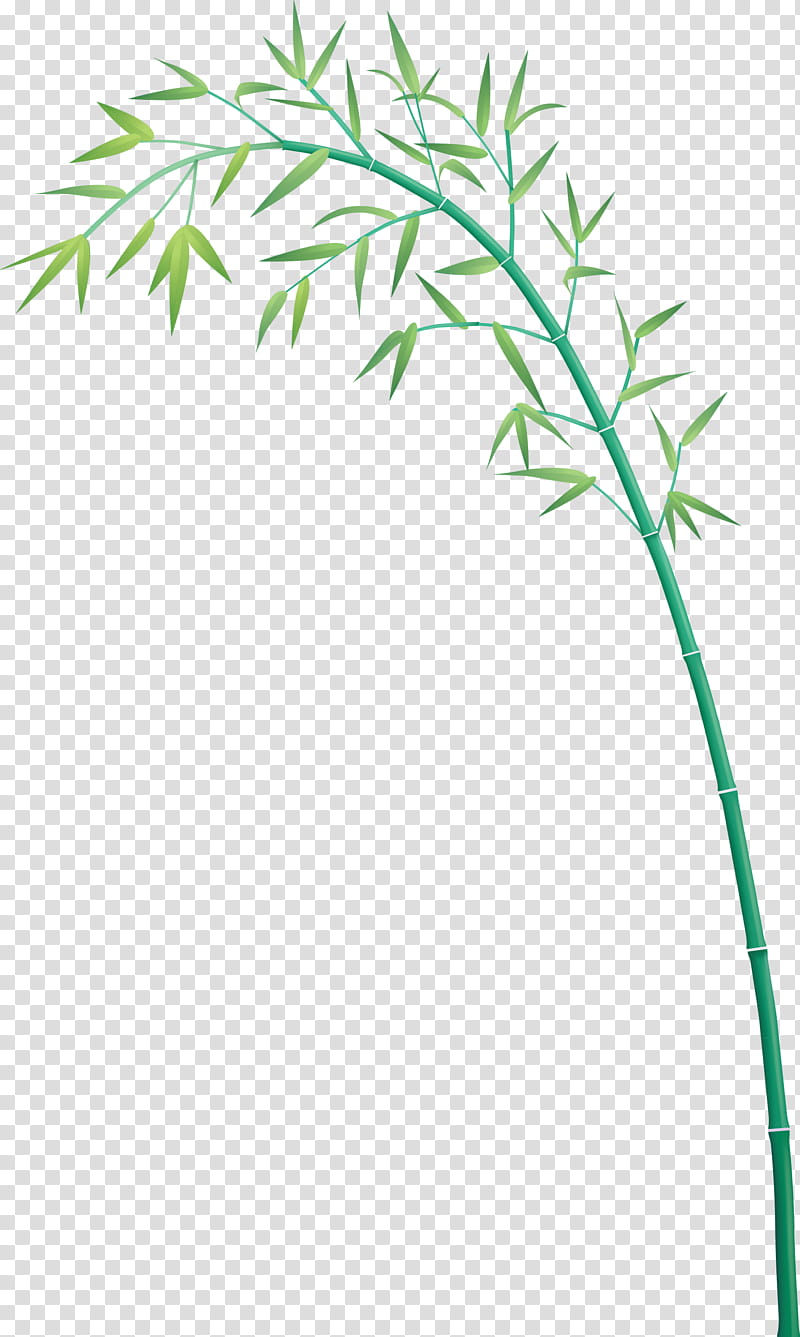 bamboo leaf, Plant, Plant Stem, Grass, Grass Family, Flower, Tree, Branch transparent background PNG clipart