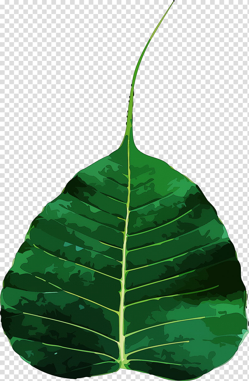 Bodhi Day, Leaf, Green, Biology, Plants, Plant Structure, Science transparent background PNG clipart