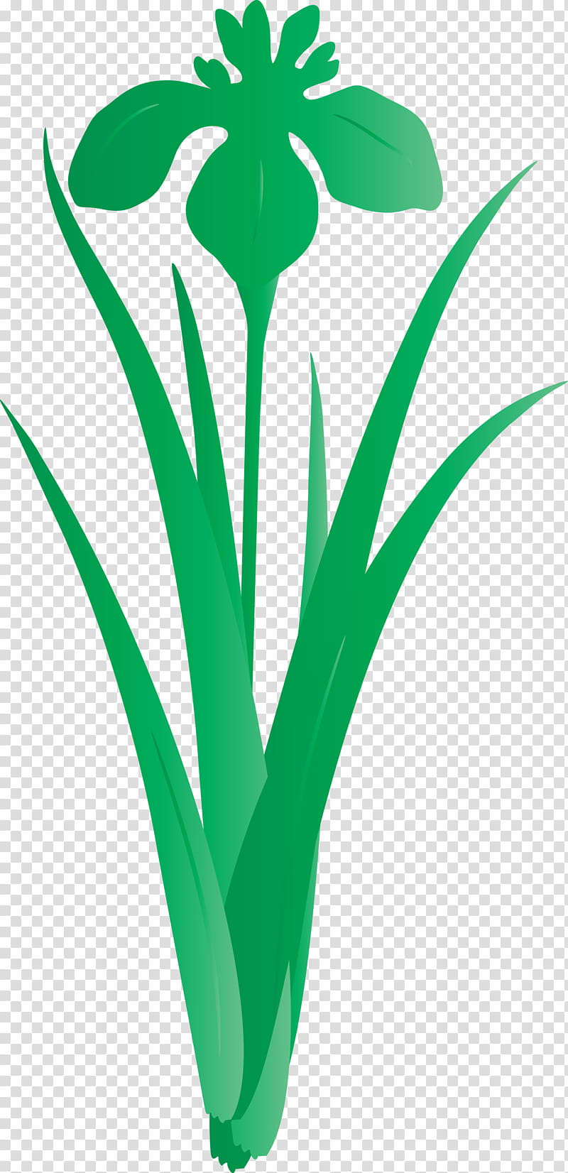 iris flower spring flower, Iris Flower, Green, Plant, Leaf, Grass, Plant Stem, Tulip transparent background PNG clipart