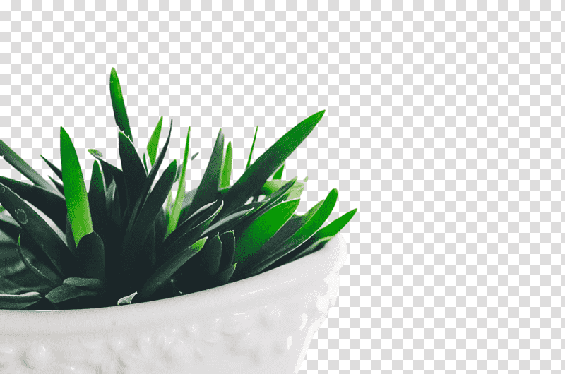 Cactus, Flowerpot, Succulent Plant, Plants, Houseplant, Haworthiopsis Attenuata, Haworthia transparent background PNG clipart