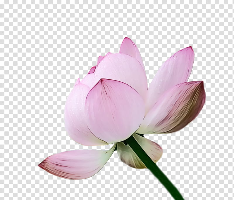 sacred lotus plant stem cut flowers bud flower, Lotus Flower, Summer Flower, Watercolor, Paint, Wet Ink, Lotusm, Plants transparent background PNG clipart