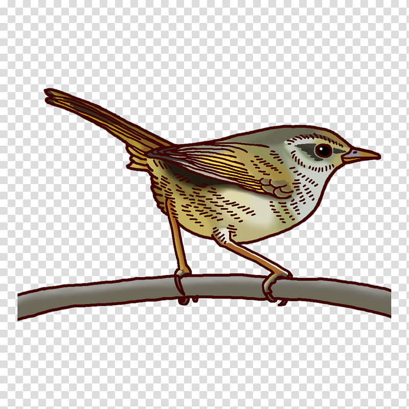 wrens cuckoos common nightingale beak cuculiformes transparent background PNG clipart