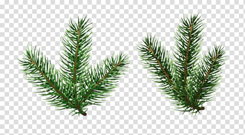 Christmas tree, Shortleaf Black Spruce, Columbian Spruce, Balsam Fir, White Pine, Colorado Spruce, Yellow Fir, Lodgepole Pine transparent background PNG clipart