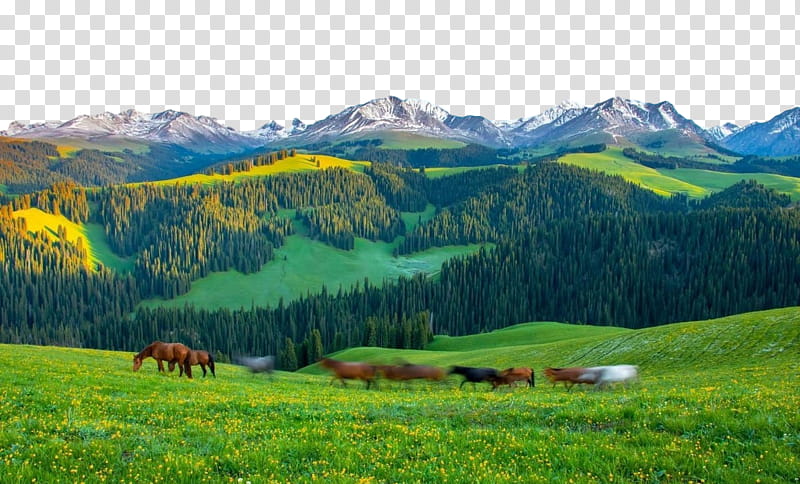 mount scenery grassland biome steppe nature reserve, Mountain Range, Valley, Hill Station, National Park, Ranchm, Farm, Plateau transparent background PNG clipart