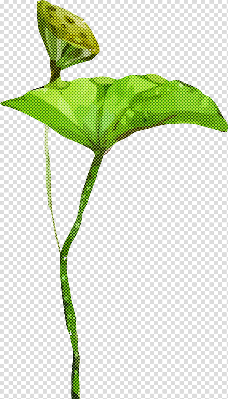 jack-in-the-pulpit leaf flower green plant, Lotus, Lotus Leaf, Watercolor, Jackinthepulpit, Arum, Anthurium, Plant Stem transparent background PNG clipart