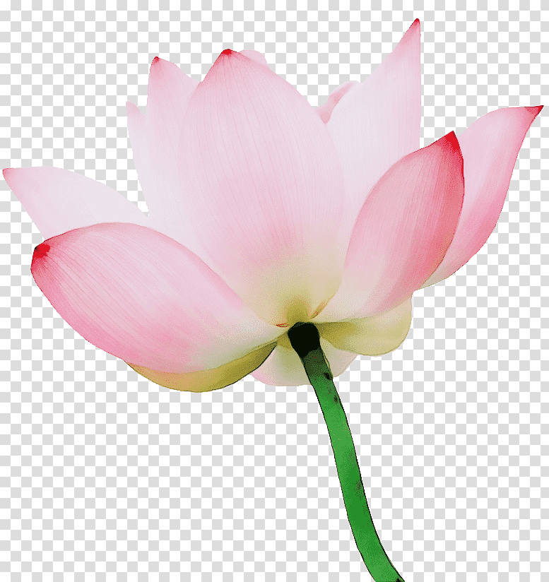 plant stem sacred lotus herbaceous plant cut flowers nelumbonaceae, pink and white flower in white background, Watercolor, Paint, Wet Ink, Petal, Closeup, Family transparent background PNG clipart
