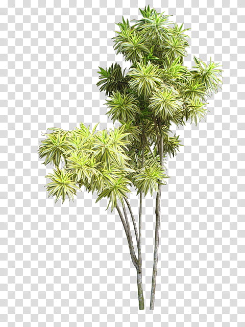 India, Dracaena Reflexa, Vascular Plant, Divisi, Plants, Garden, Shrub, Cannabis Sativa transparent background PNG clipart