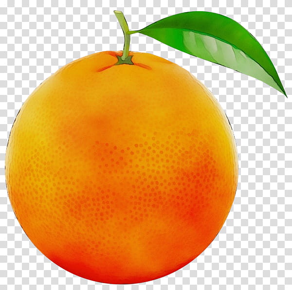 Orange, Watercolor, Paint, Wet Ink, Mandarin Orange, Grapefruit, Blood Orange, Bitter Orange transparent background PNG clipart