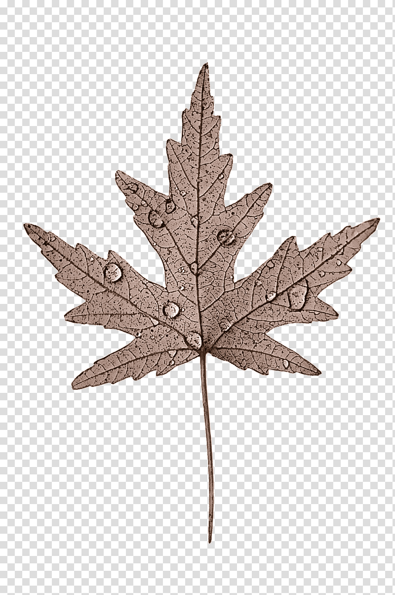 Leaf m