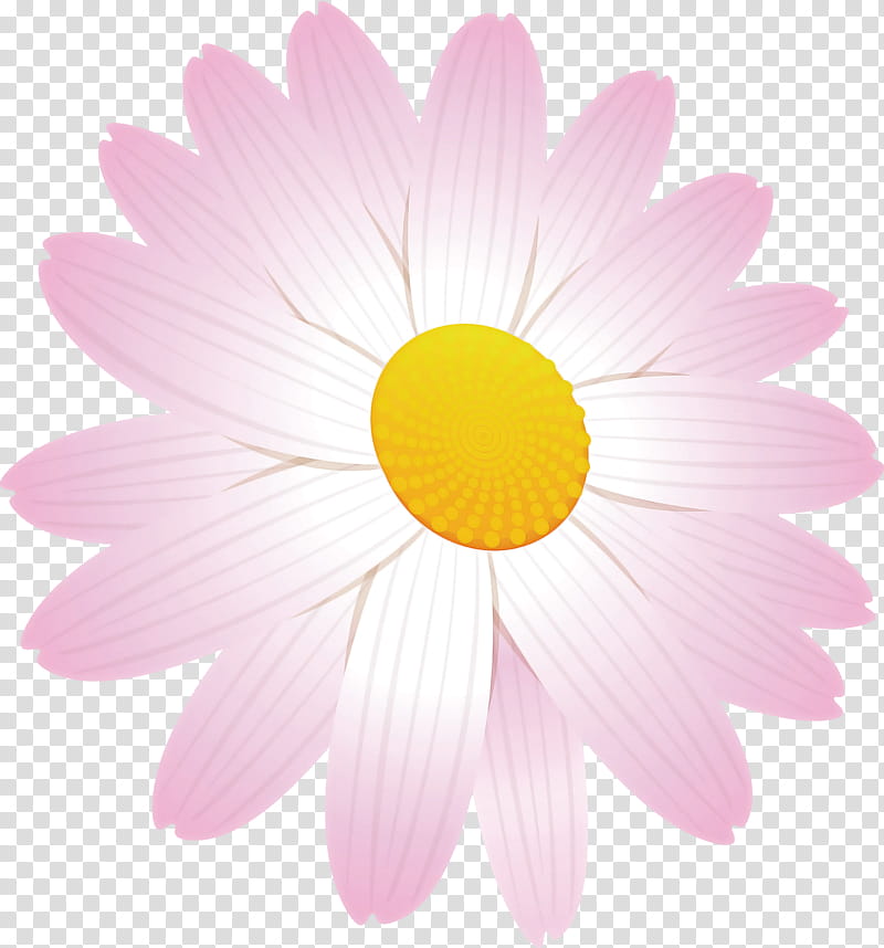 marguerite flower spring flower, Petal, Pink, Chamomile, Daisy, Gerbera, Camomile, Plant transparent background PNG clipart