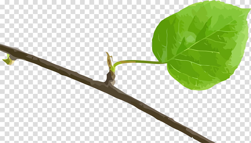 Bodhi Day, Leaf, Plant Stem, Twig, Tree, Plants, Biology, Science transparent background PNG clipart