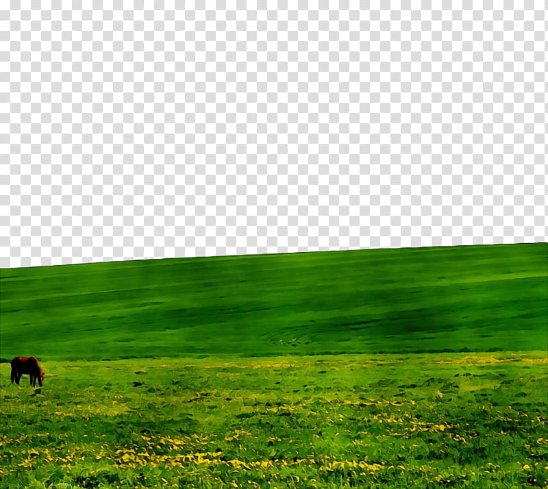 grassland lawn steppe green rural area, Watercolor, Paint, Wet Ink, Computer, Ecoregion, Sunlight transparent background PNG clipart