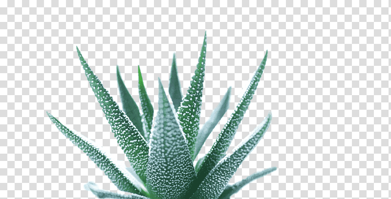 Aloe vera, Grasses, Agave Tequilana, Cactus, Asphodelaceae, Thorns Spines And Prickles, Plant Stem transparent background PNG clipart