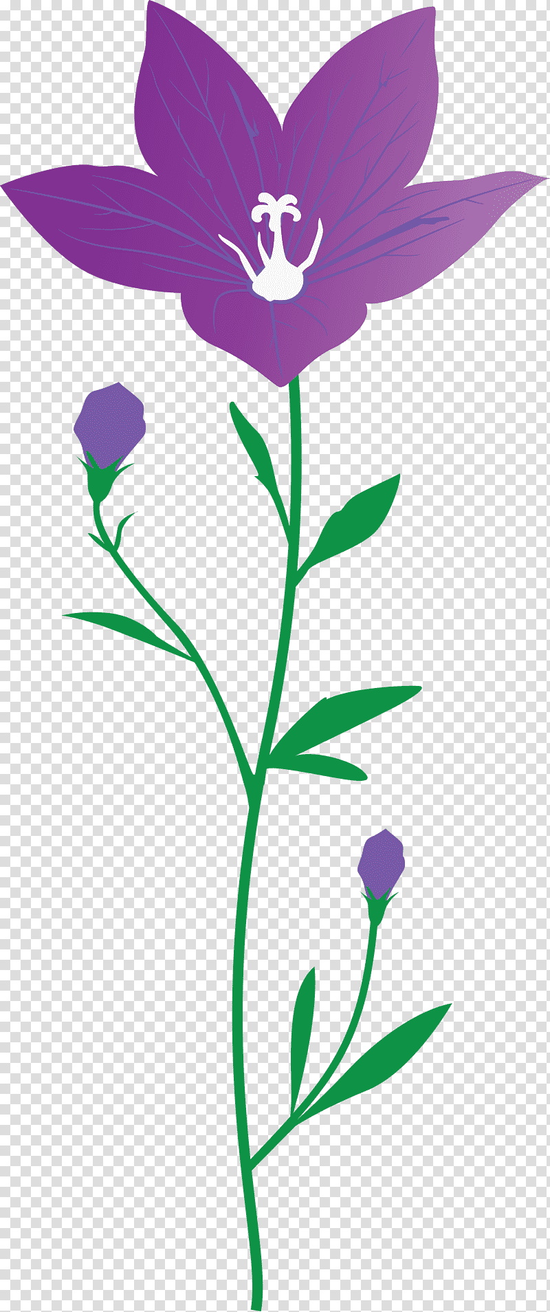 balloon flower, Cut Flowers, Leaf, Plant Stem, Violaceae, Petal, Herbaceous Plant transparent background PNG clipart