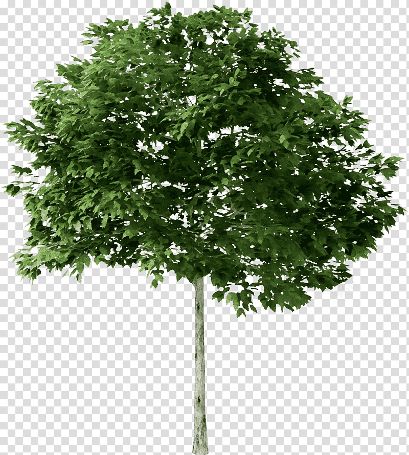 quercus suber tree plants ash american sycamore, Watercolor, Paint, Wet Ink, Tree Planting, Birch, Oak transparent background PNG clipart
