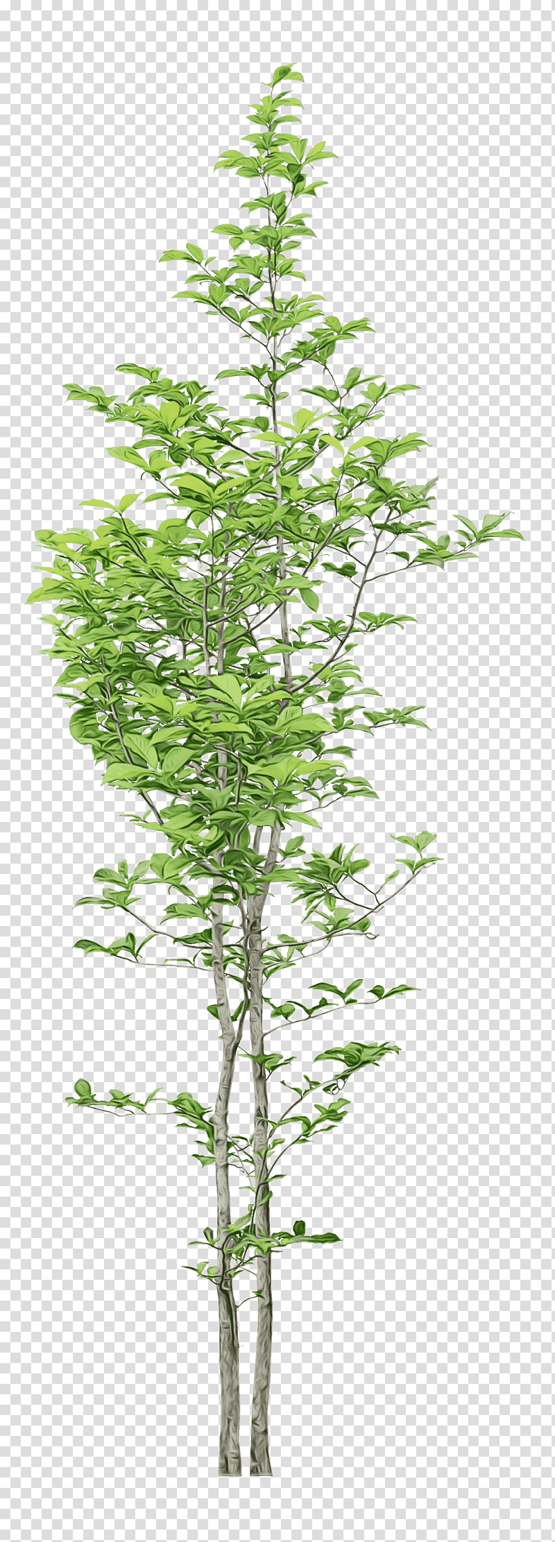 plant stem larch bambou twig shrub, Watercolor, Paint, Wet Ink, Spruce, Conifers, Flowerpot transparent background PNG clipart