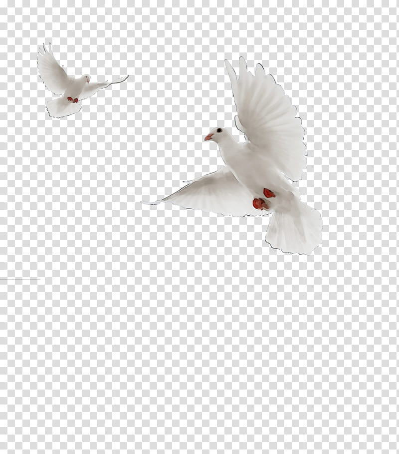 Feather, Watercolor, Paint, Wet Ink, Typical Pigeons, Beak, Water Bird, Peniel Shin transparent background PNG clipart