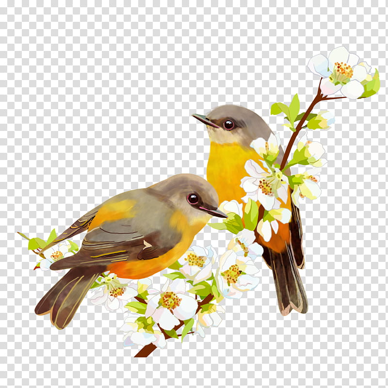 bird branch songbird beak yellow breasted chat, Perching Bird, Spring
, Old World Flycatcher, Finch, Plant, Old World Oriole, Atlantic Canary transparent background PNG clipart