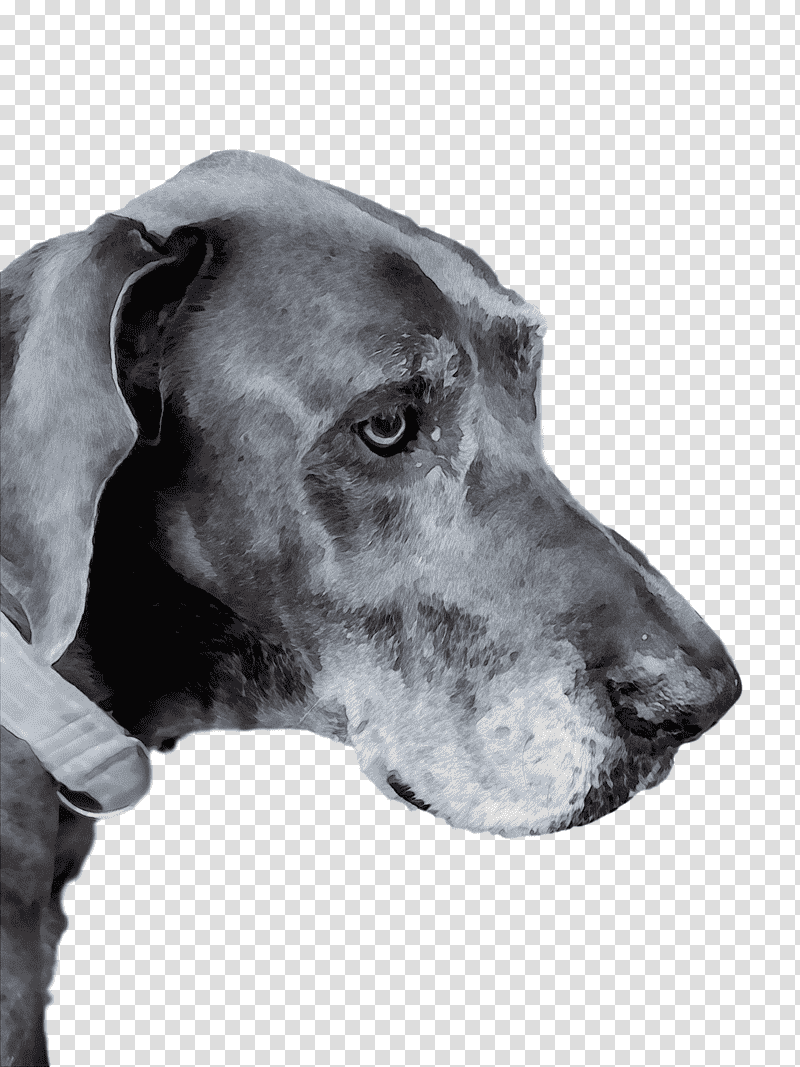 great dane plott hound old danish pointer pointer snout, Watercolor, Paint, Wet Ink, Pointing Dog, Breed, Science transparent background PNG clipart