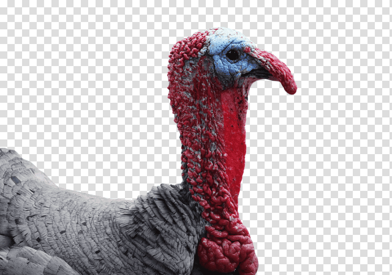 wild turkey domestic turkey turkey beak, Domestication, Landfowl, Biology, Science, Birds transparent background PNG clipart