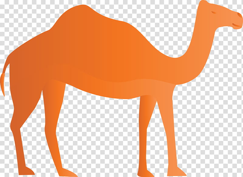 Arabic culture, Dromedary, Horse, Camels, Biology, Science transparent background PNG clipart