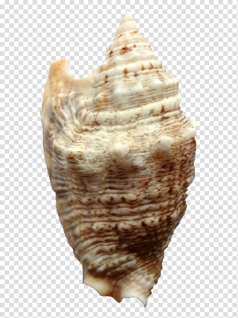 conch conch shankha shell sea snail, Soft Serve Ice Creams, Bivalve, Snails And Slugs transparent background PNG clipart