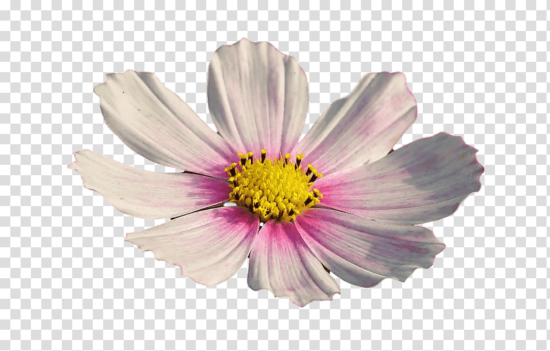 garden cosmos aster chrysanthemum cut flowers petal, Plants, Biology, Science, Seed Plants transparent background PNG clipart