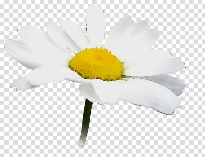 Daisy, Watercolor, Paint, Wet Ink, Flower, White, Mayweed, Petal transparent background PNG clipart