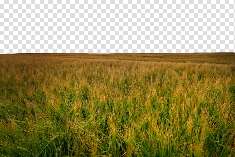 Wheat, Barley, Grain, Grassland, Crop transparent background PNG clipart
