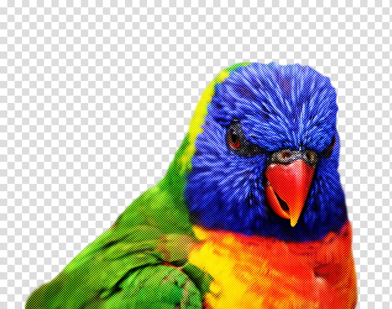 bird, Parrot, Beak, Lorikeet, Parakeet, Macaw, Budgie, Feather transparent background PNG clipart