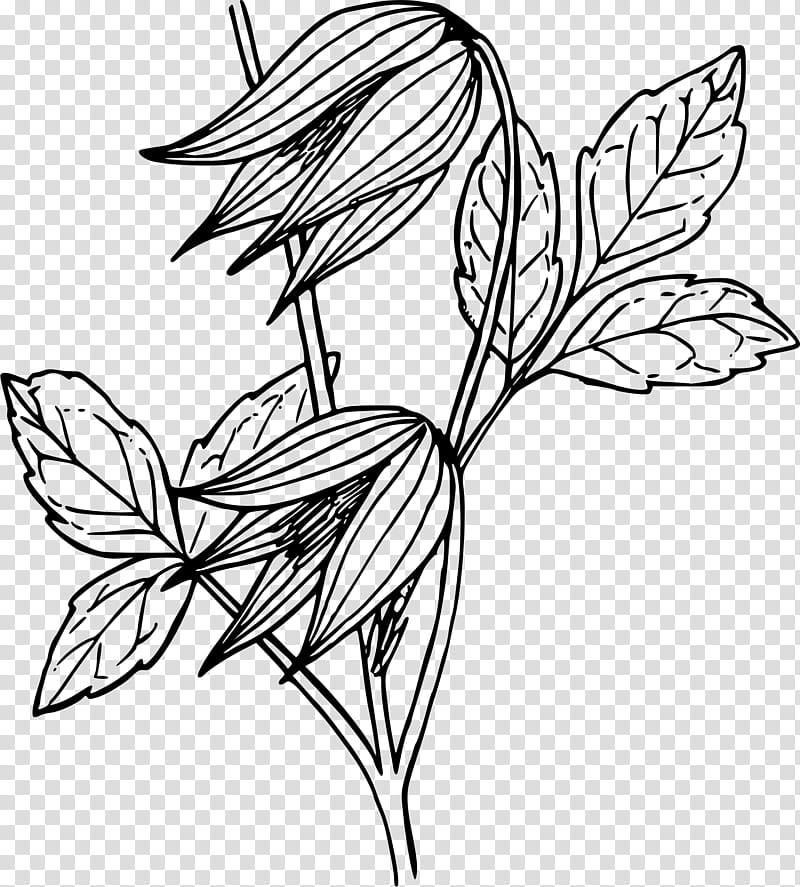 Black And White Flower, Drawing, Vine, Leather Flower, Line Art, Black And White
, Plants, Silhouette transparent background PNG clipart