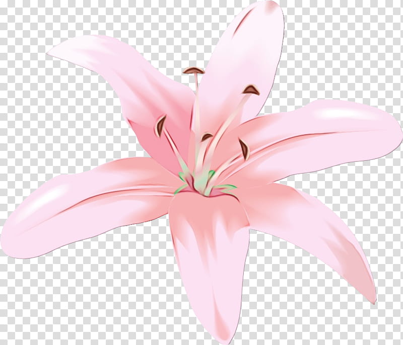pink petal lily flower plant, Watercolor, Paint, Wet Ink, Stargazer Lily, Lily Family, Crinum, Cut Flowers transparent background PNG clipart