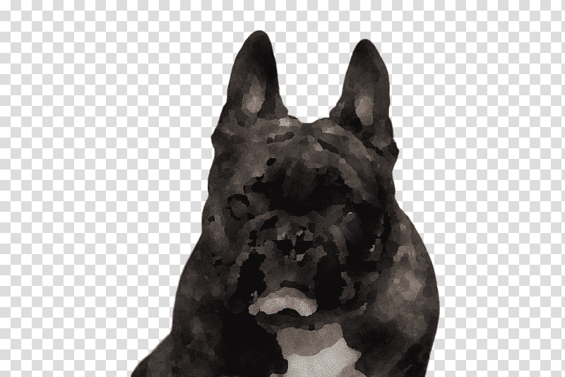 French Bulldog, Olde English Bulldogge, Toy Bulldog, Old English Bulldog, Boxer, Snout, Breed transparent background PNG clipart