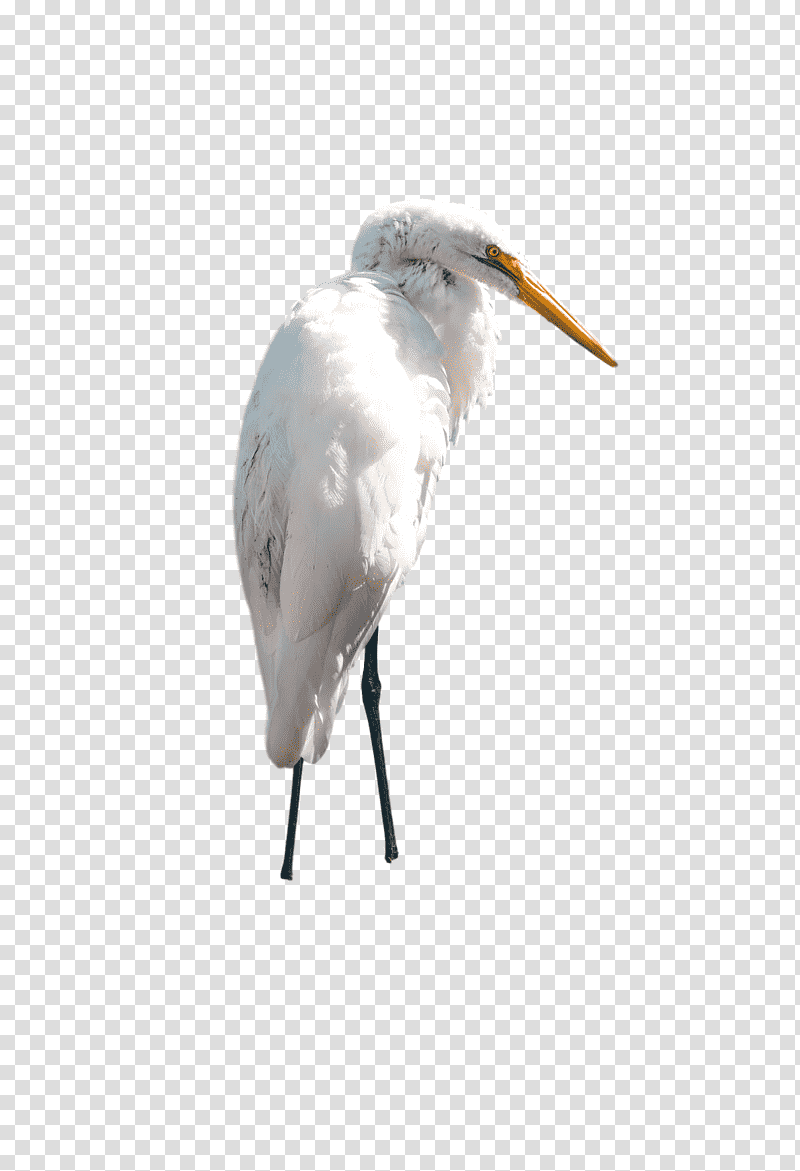 Feather, Stork, Egret, Beak, Ciconiiformes transparent background PNG clipart