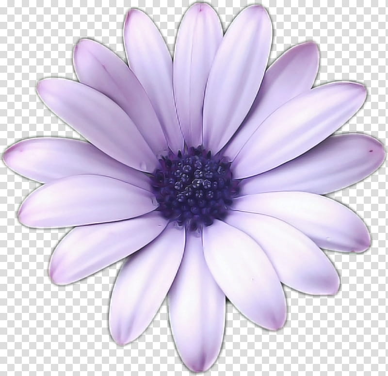 chrysanthemum transvaal daisy marguerite daisy close-up argyranthemum, Closeup transparent background PNG clipart