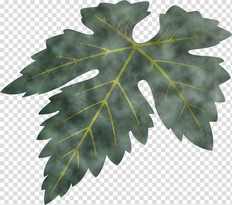 Grapes Leaf leaf, Plant, Tree, Flower, Woody Plant, Grape Leaves, Plane, Black Maple transparent background PNG clipart