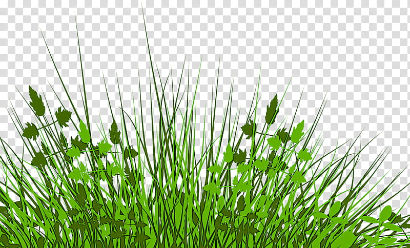 grass plant green vegetation grass family, Wheatgrass, Lawn, Chrysopogon Zizanioides, Leaf, Chives, Terrestrial Plant, Herb transparent background PNG clipart