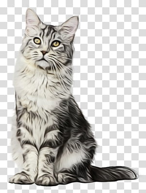 kitten american shorthair maine coon oxygen saturation domestic short-haired cat, Watercolor, Paint, Wet Ink, Domestic Shorthaired Cat, California Spangled, Dragon Li, European Shorthair transparent background PNG clipart thumbnail