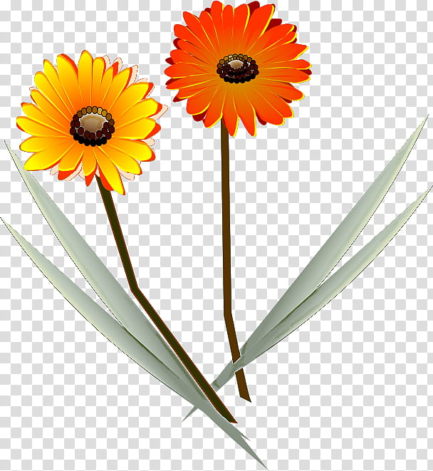 Gerbera daisy marguerite, Flower, Drawing, Transvaal Daisy, Common Daisy, Chrysanthemum, Common Sunflower, Oxeye Daisy transparent background PNG clipart
