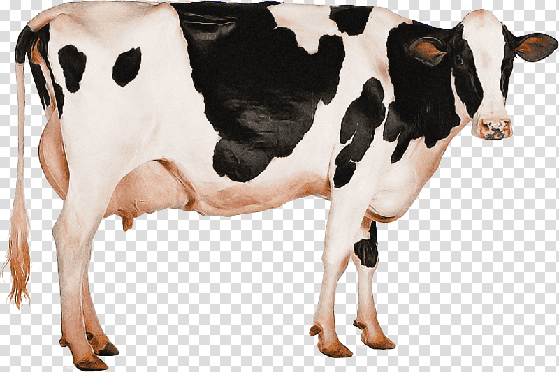 holstein friesian cattle jersey cattle milk dairy cattle mastitis control, Dairy Farming, Angus Cattle, Live, Calf, House Cow, Beef Cattle transparent background PNG clipart