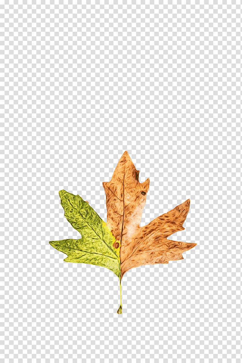 leaf maple leaf / m m-tree tree science, Watercolor, Paint, Wet Ink, Maple Leaf M, Mtree, Biology transparent background PNG clipart