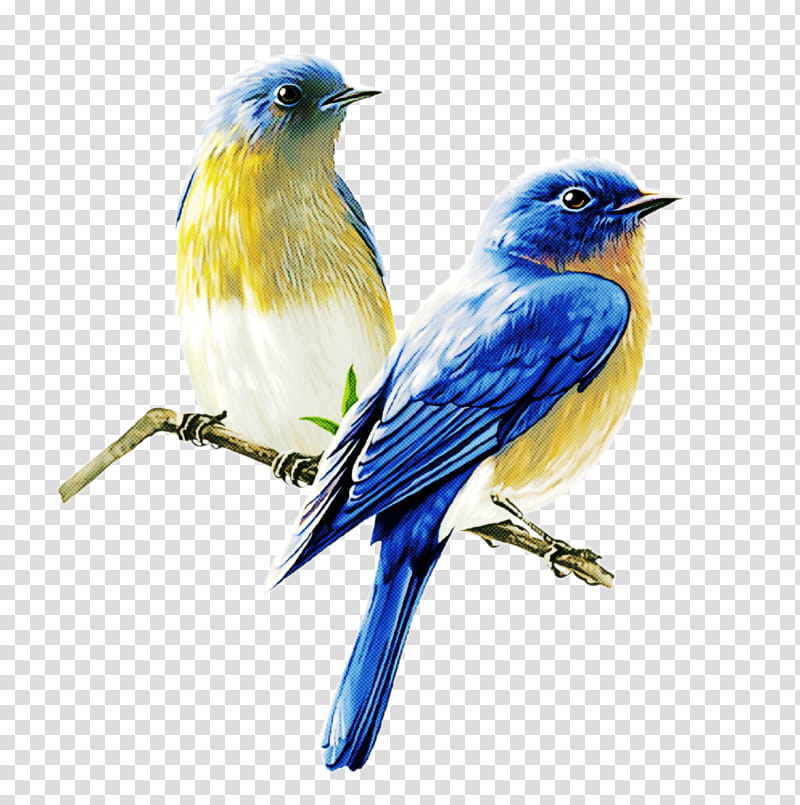 bird bluebird mountain bluebird beak songbird, Eastern Bluebird, Perching Bird, Roller, Old World Flycatcher transparent background PNG clipart