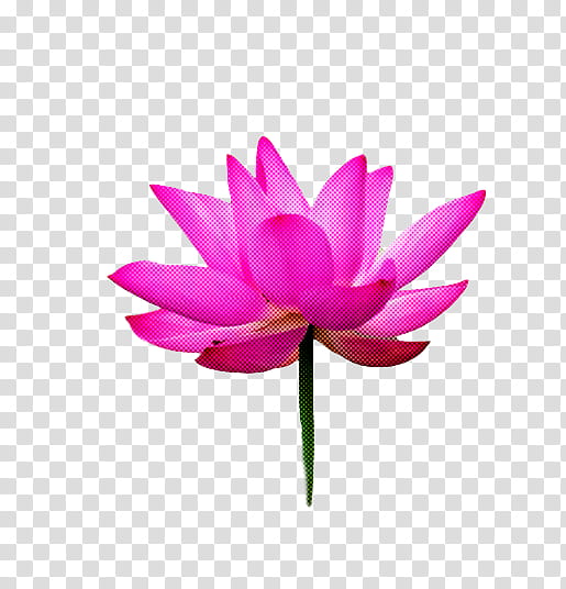 Lotus, Sacred Lotus, Royaltyfree, Blackandwhite , Drawing, Color, Pink transparent background PNG clipart