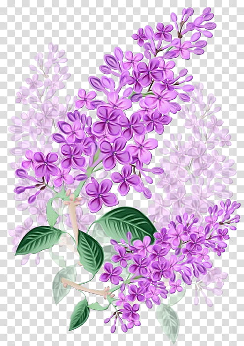 Lavender, Watercolor, Paint, Wet Ink, Lilac, Flower, Purple, Violet transparent background PNG clipart