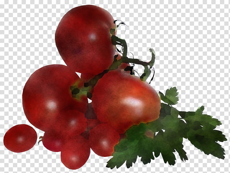 Tomato, Bush Tomato, Natural Foods, Superfood, Cranberry, Local Food, Datterino Tomato, Plants transparent background PNG clipart