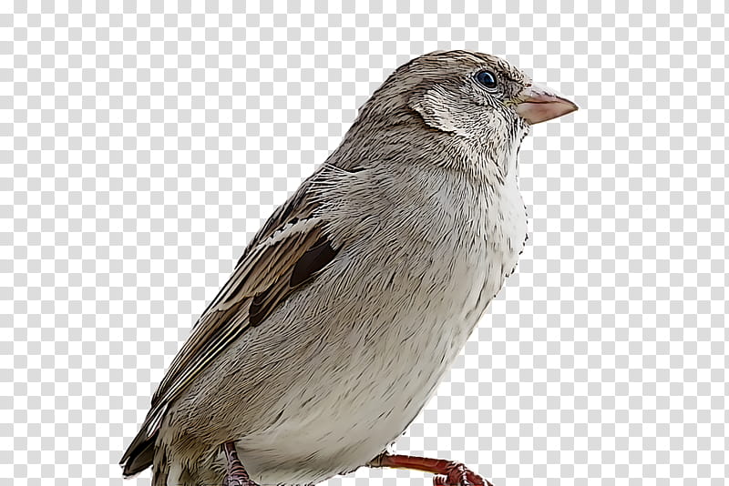 bird, House Sparrow, Beak, Perching Bird, Songbird, Woodpecker Finch, Chipping Sparrow transparent background PNG clipart